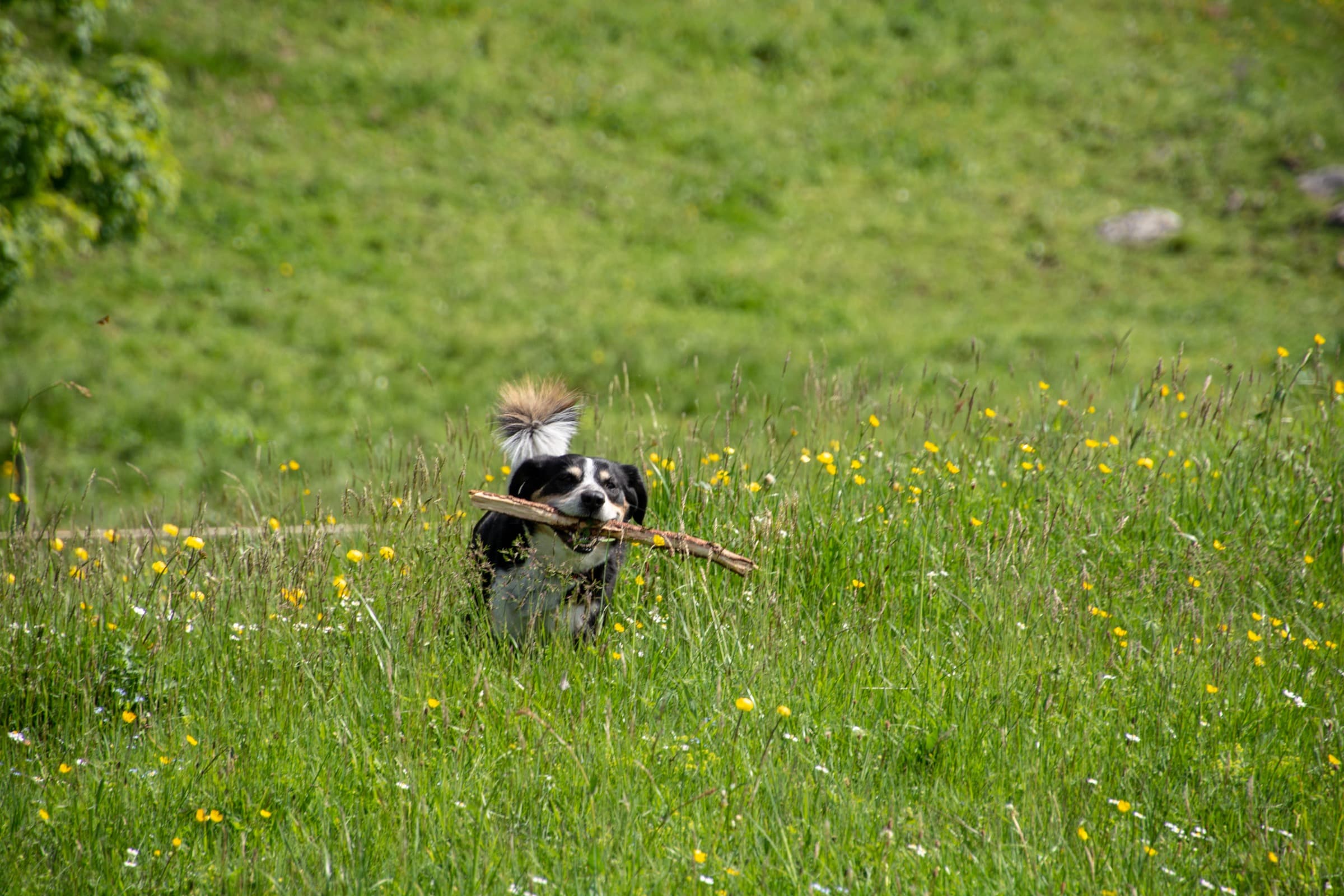 1. Toggenburger Bierwandertag