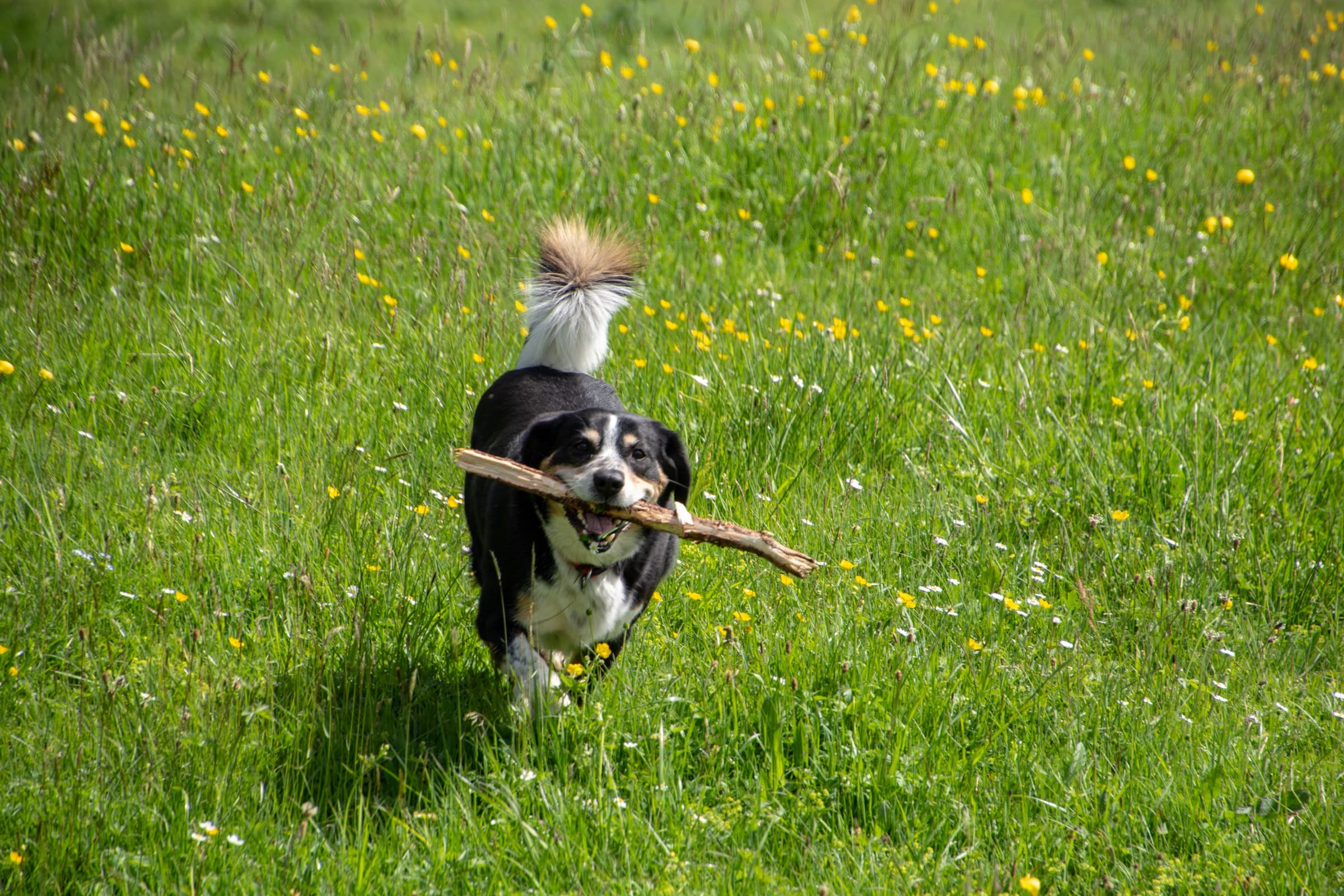 1. Toggenburger Bierwandertag