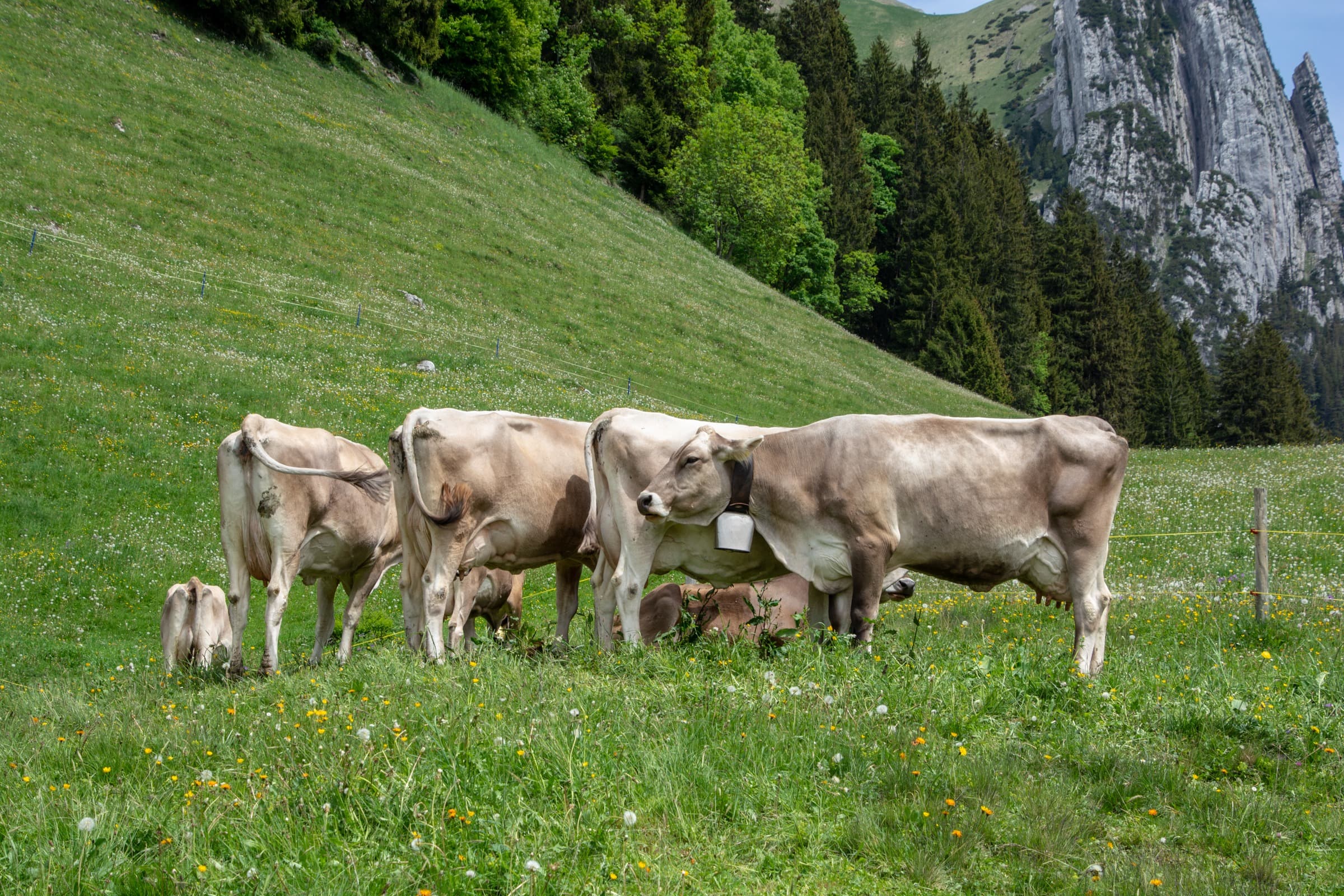 1. Toggenburger Bierwandertag