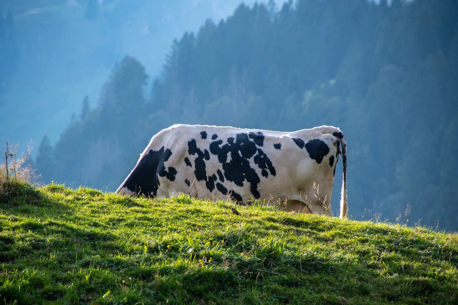 4. Toggenburger Bierwandertag